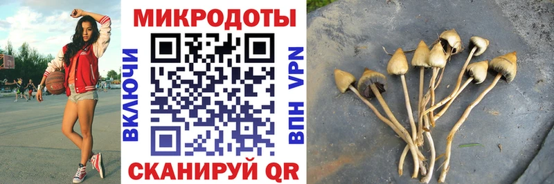 Купить  Жердевка  Галлюциногенные грибы Psilocybine cubensis 